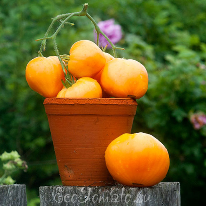 Садомасо хардкор тобы